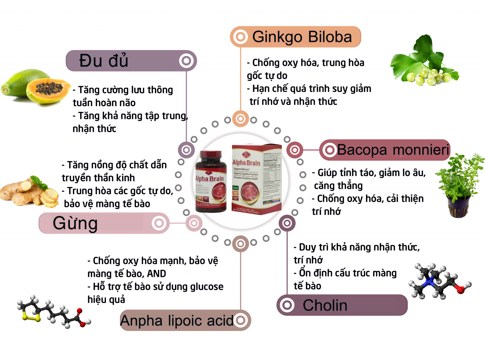 Những thành phần làm nên công dụng vượt trội của Alpha Brain